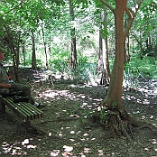Boy Scout Woods Sanctuary, High Island